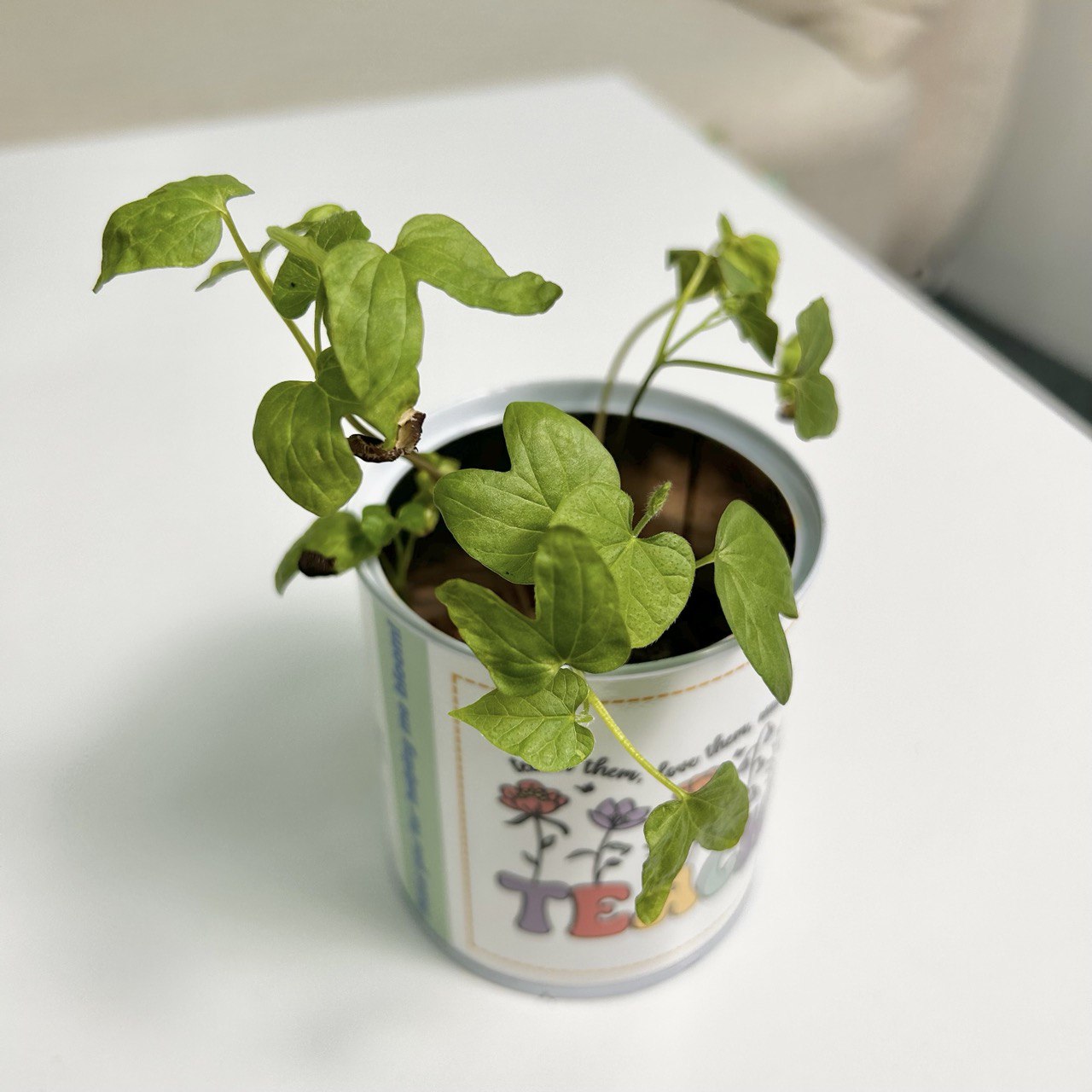 Self Planting Kit Bundle of 5 - 25% off