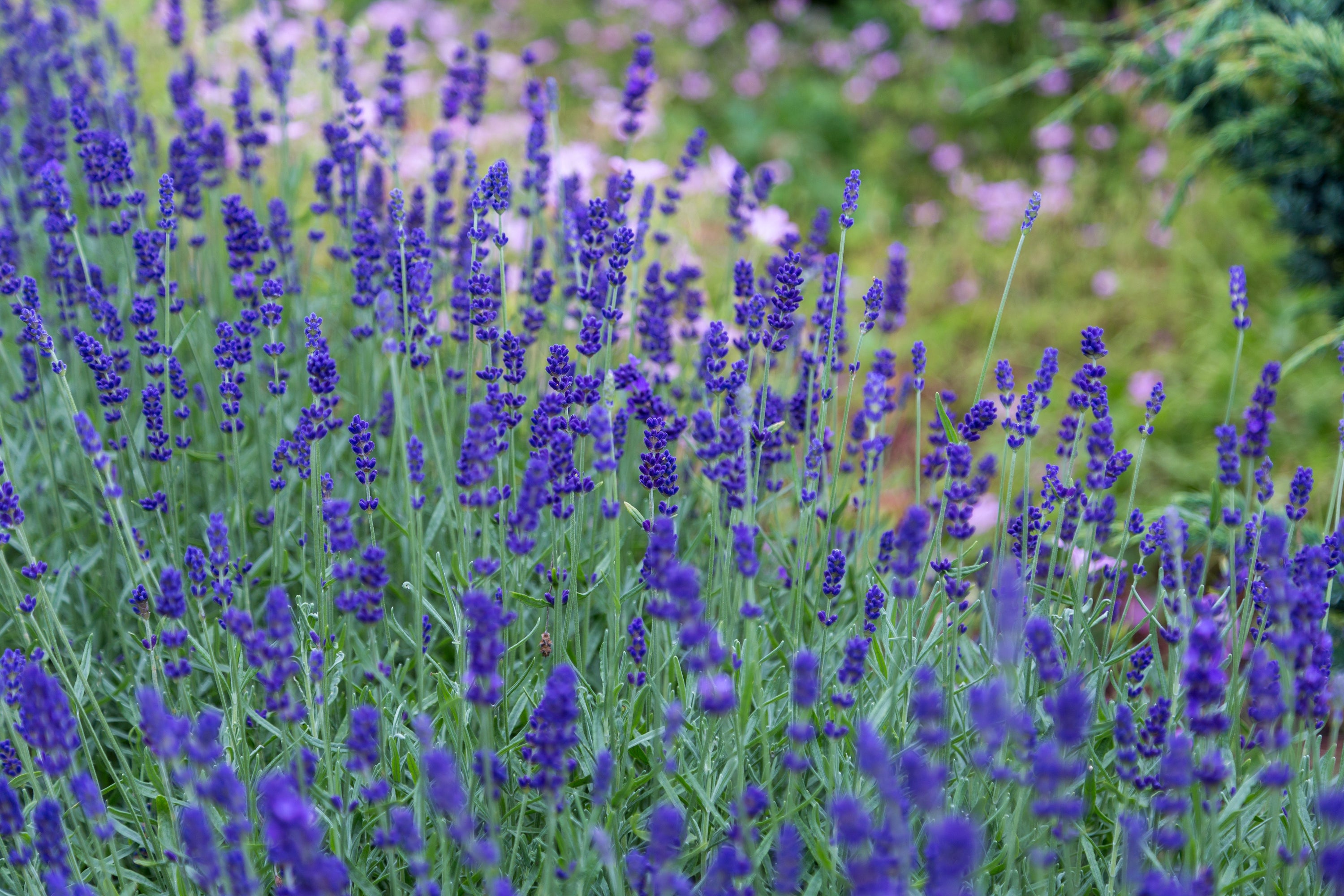 Getting to Know: Lavender