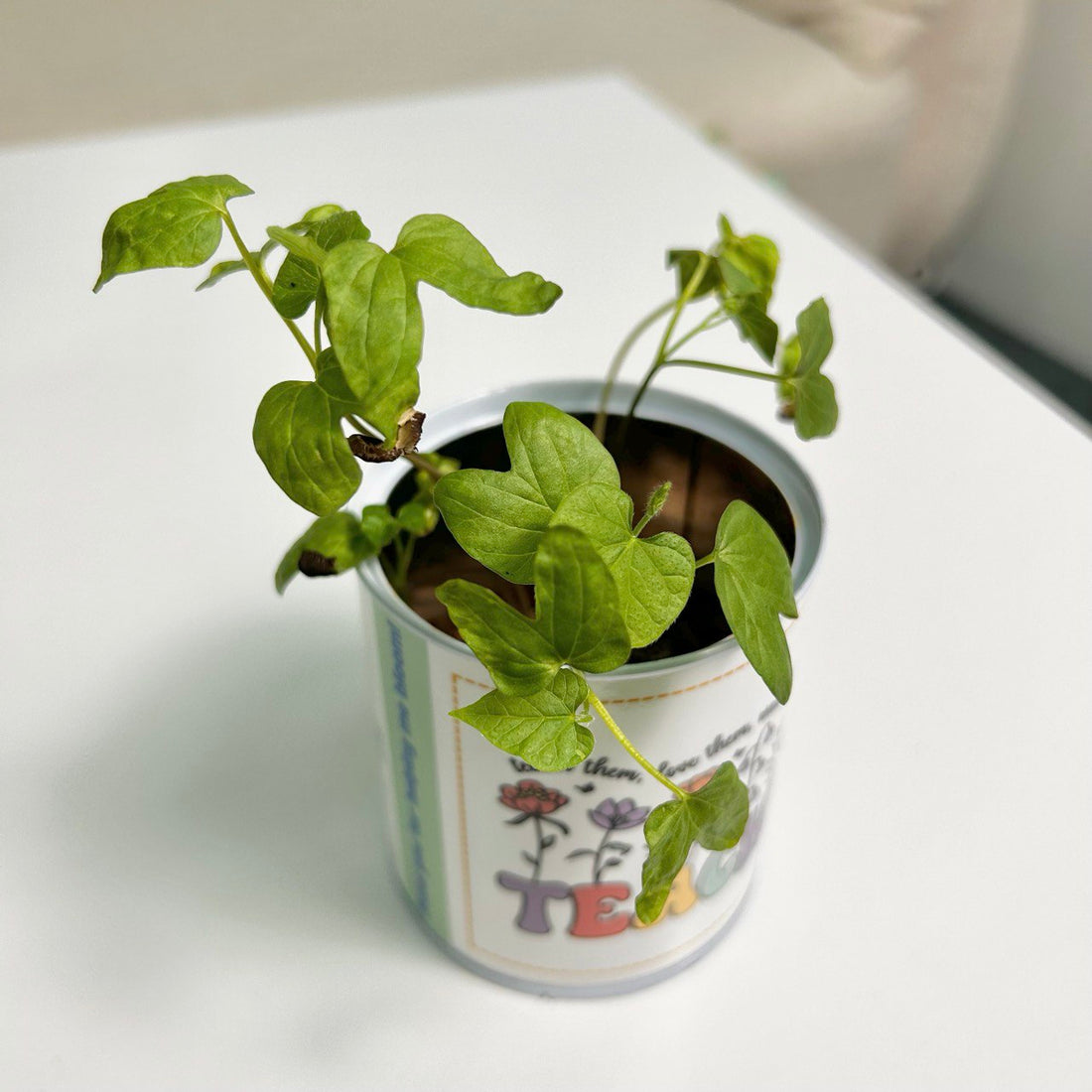 Self Planting Kit